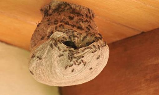 Tò vò làm tổ trong nhà liệu có may mắn như ong? Gia chủ cần làm gì nếu tò vò làm tổ trên ban thờ? 