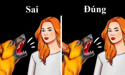 Điều không nên làm nếu gặp một con chó đi lạc, đọc để tránh nguy hiểm 