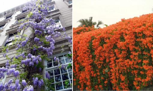 4 loài hoa 'đẹp mê ly' nhưng khi trồng gia chủ nên chú ý để tránh 'làm phiền' hàng xóm