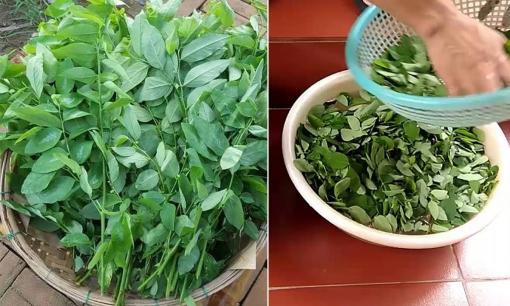 Rau ngót mua về rất nhanh héo, chỉ bạn mẹo để rau ngót 10 ngày vẫn tươi, giữ nguyên dưỡng chất