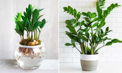 Người thuộc mệnh này tuyệt đối không trồng cây kim tiền, dù chỉ một cây cũng nhà tan, cửa nát