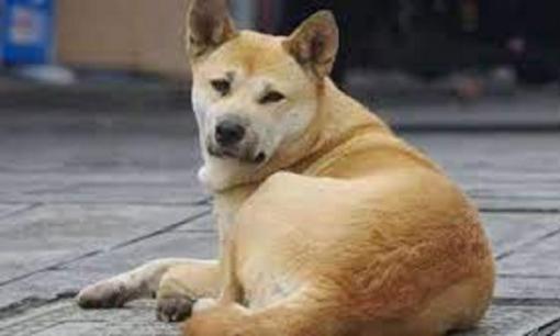 Người xưa có câu: 'Chó không cắn người chưa gặp mặt', tâm linh của loài chó khiến người ta phải nể phục