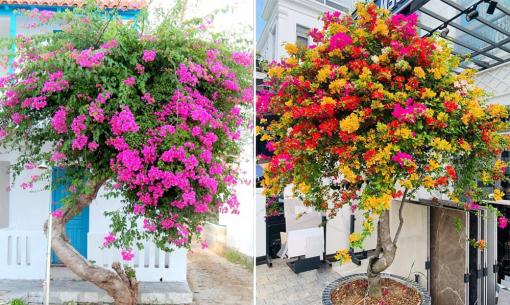 Gia chủ mệnh này nên trồng hoa giấy, có một cây trước nhà lộc đến quanh năm