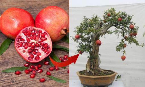 Ném 3 loại hạt này vào chậu đất, cây nảy mầm cực nhanh, chẳng mấy chốc có quả ăn lại thịnh về phong thủy