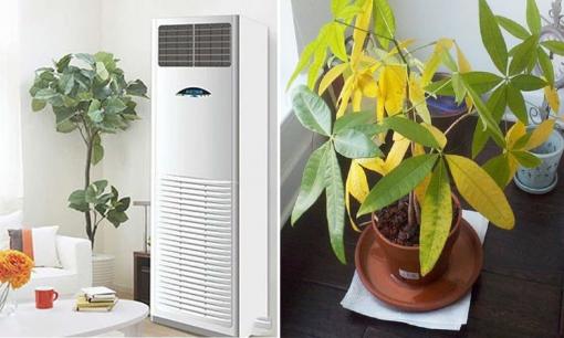 Cây cảnh tuyệt đối không đặt ở 3 vị trí 'tử huyệt' này, cây dễ bị úa vàng và thối rễ