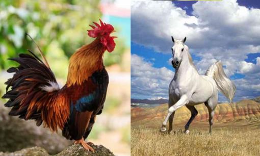 Tử vi 12 con giáp chủ nhật ngày 30/7/2023: Tuổi Dậu tài vận tốt, Ngọ cần thận trọng