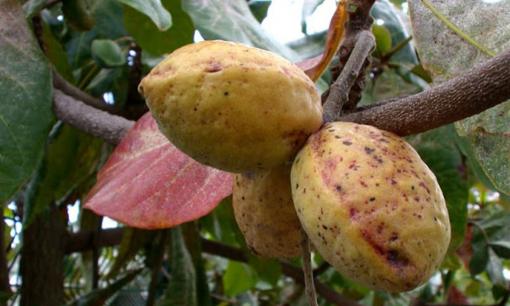 Có một loại quả thơm ngọt, không mất tiền mua được chứng minh cực tốt cho sức khỏe ngừa nhiều bệnh tật