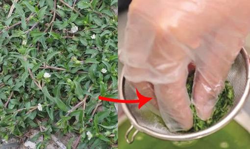 Loại cỏ mọc dại ven đường, ven bờ ruộng có tác dụng cầm máu, điều trị ung thư, biết sớm hưởng lợi sớm