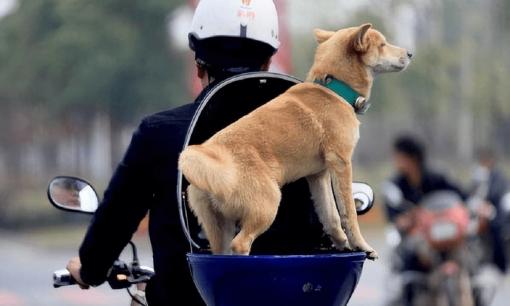 Tại sao lại nói 'một con chó không thể nuôi 10 năm'? Điều gì sẽ xảy ra nếu bạn nuôi nó trong hơn 10 năm? Lý do đằng sau quá buồn