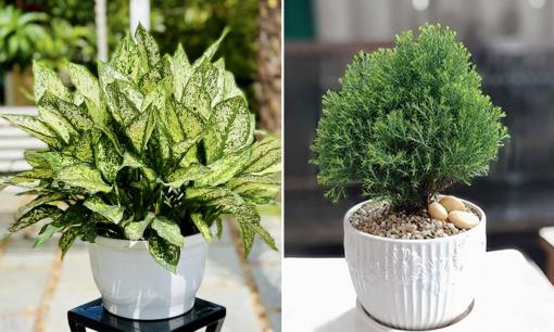 Người thuộc mệnh Thủy nên trồng cây gì trong nhà để chiêu tài, hút lộc?