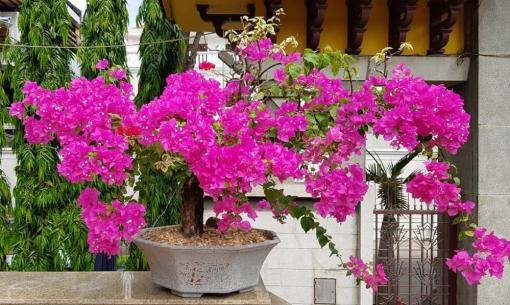 Khi hoa giấy ra nụ tuyệt đối không được làm 3 việc, biết để tránh kẻo nụ rụng sạch