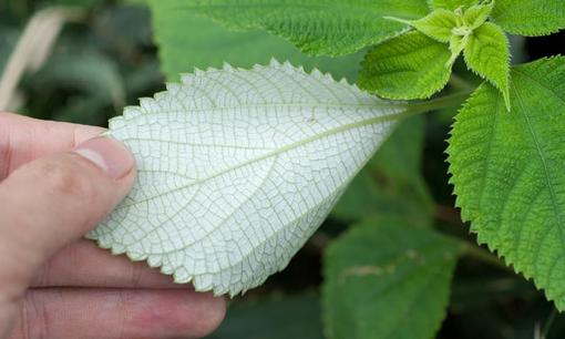 Loại cỏ dại bị gió thổi 'làm trắng' từng là thức ăn cho gia súc nhưng thực chất cả thân cây là 'báu vật'