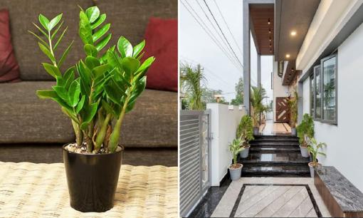 Cây kim tiền đặt ở 2 vị trí này trong nhà, tài lộc ùn ùn kéo đến, gia chủ giàu trở tay không kịp