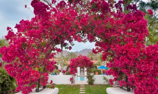 Để hoa giấy nở thành từng chùm lớn, thực hiện ngay nguyên tắc '1 ít - 1 nhiều - 1 siêng năng'