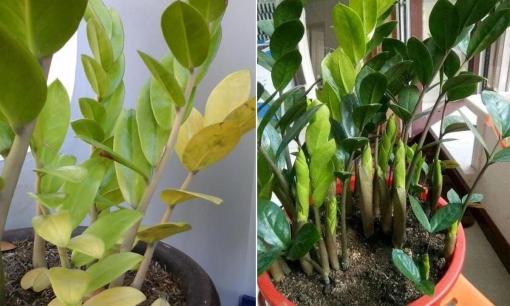 Cây kim tiền mãi không mọc mầm còn vàng lá, học theo những mẹo chăm sóc này, chồi non mọc lên tua tủa