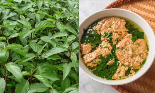 Loại rau rẻ tiền nấu lên cực nhớt nhưng lại bổ ngang nhân sâm, không phải người Việt nào cũng dám ăn