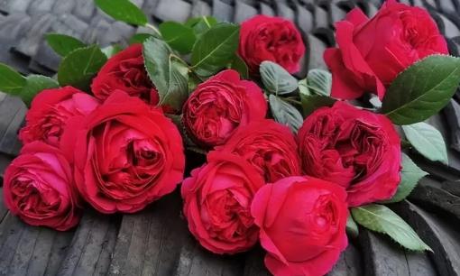 4 loại hoa bị cho vào 'danh sách đen', dù có thích đến đâu cũng đừng bỏ tiền mua, không tốt cho sức khỏe đâu