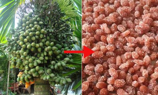 Quả cau cảnh trước đây chỉ để bỏ đi, nay là đặc sản, gần 200 nghìn đồng/kg cũng không có mà bán