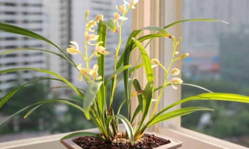 Bạn không cần mua đất để trồng lan. Ba nguyên liệu có thể tìm thấy ở khắp mọi nơi, rễ lan trắng và mập mạp