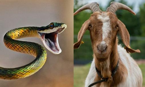 Tử vi 12 con giáp thứ 2 ngày 14/8/2023: Tuổi Tỵ đón niềm vui tài lộc, Mùi cần thận trọng