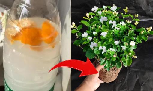 Để hoa nhài nở rộ, thơm khắp mọi ngóc ngách trong nhà, cho nó 'uống' 3 thứ nước 'chua' này