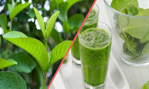 Loại lá này vừa đắng lại chát xít nhưng rất tốt cho sức khỏe và giúp giảm cân, nhiều nhà mọc đầy vườn nhưng không dùng 