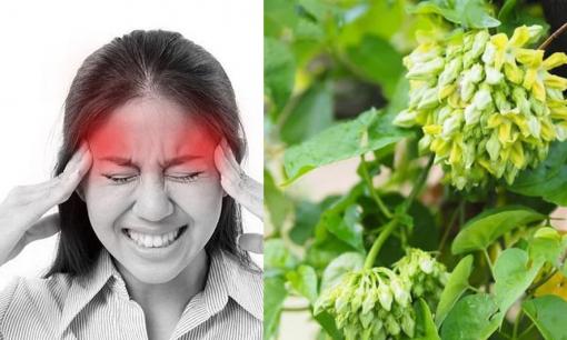 Thường xuyên đau đầu, lạm dụng thuốc chưa chắc đã tốt, có hai món rau được xem như 'thuốc chữa tự nhiên'