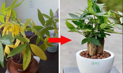 Cây vàng lá như sắp chết, tưới ngay những 'viên đan dược' này, lá sẽ xanh mướt và hoa nở rộ