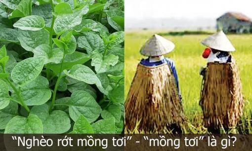 'Nghèo rớt mồng tơi' là gì? Ai cũng nghĩ đó là tên một loại rau, nhưng khi tra từ điển mới bất ngờ