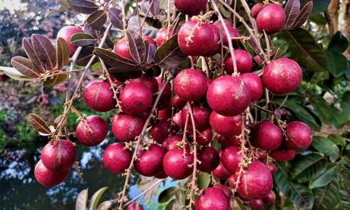 Nhãn đang vào mùa và giá rẻ, nhưng có một loại nhãn đang rất hot, giá cao gấp đôi nhãn thường, phải đặt trước mới có