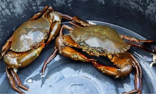 Mẹo bảo quản cua không cần tủ lạnh, cua sống được cả tuần, không gầy óp, hấp cực ngọt 