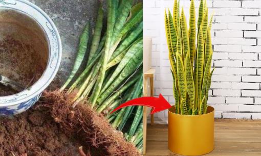 4 loại hoa 'tham ăn đất', vào mùa thu nên thay chậu để cây không bị gầy đi