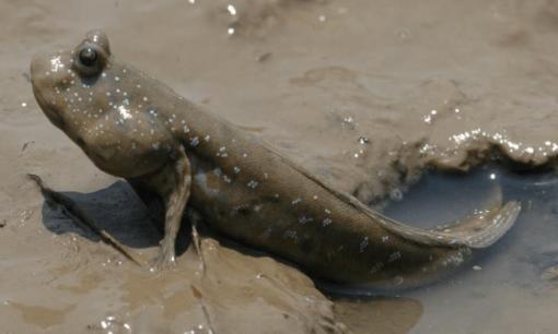 Cá thòi lòi là sinh vật sống tầng đáy dưới nước, tại sao giờ lại phải ngoi sống trên bờ? Điều gì đã khiến hiện tượng kỳ thú này xảy ra?