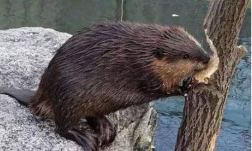 Loài vật 'ngu ngốc' nhất thế giới, IQ thấp đến mức sắp tuyệt chủng, chuyên gia: Tôi đã cố gắng hết sức