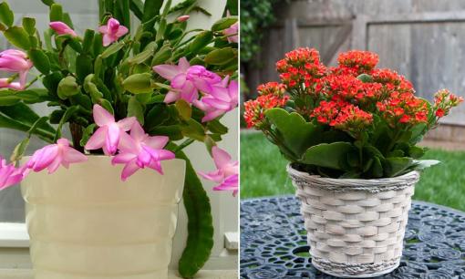 Loài cây sợ 'uống nước', không cần tưới mỗi ngày, đặc biệt trong mùa thu, hễ có nước là cây thối rễ 