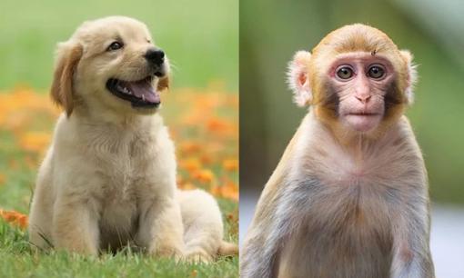 Tử vi 12 con giáp thứ 7 ngày 26/8/2023: Tuổi Thân thăng tiến trong công việc, Tuất gặp nhiều rắc rối