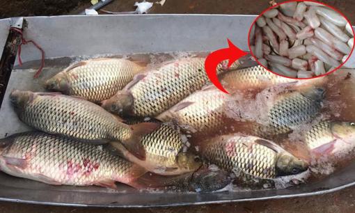 Mua cá mà chỉ ăn mỗi phần thịt thì thật đáng tiếc! Có một thứ nhiều người thường bỏ đi nhưng được bán với giá 9 triệu đồng/kg 