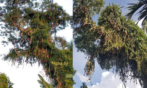 Khoe cây thanh long hơn 40 tuổi sai lúc lỉu, dân mạng 'tức hộ' gia chủ vì không biết hái kiểu gì