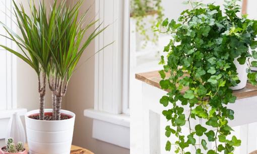 Trồng 4 loại cây cảnh vào mùa thu vừa đẹp, vừa thanh lọc không khí, thích hợp cho người mới tập chơi hoa