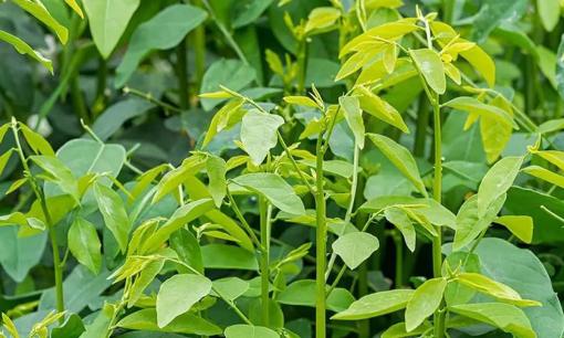 Rau ngót rất tốt nhưng có 'tác dụng phụ' nguy hiểm, không phải cứ thích là ăn