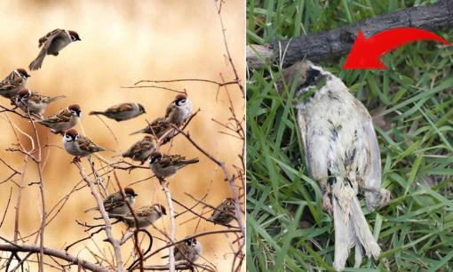 Chim sẻ có rất nhiều, nhưng tại sao xác chim sẻ hiếm khi được tìm thấy? Tìm hiểu về vòng đời đặc biệt của loài chim sẻ