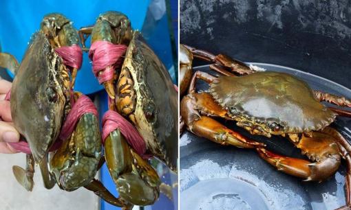 Cua mua về chưa ăn đừng cho vào tủ lạnh, làm theo cách này cua sống cả tuần vẫn chắc thịt, không bị óp