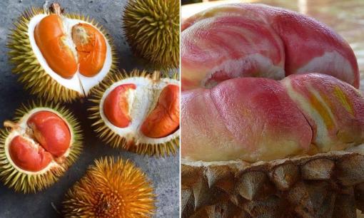 Loại sầu riêng này cực hiếm, giá trị dinh dưỡng thế nào mà hơn 20 triệu đồng/quả?