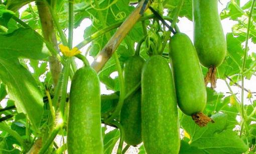 Vào mùa thu, 5 loại rau này không cần phun thuốc trừ sâu, dư lượng thuốc trừ sâu là '0', dù đắt đến đâu cũng phải mua về ăn!