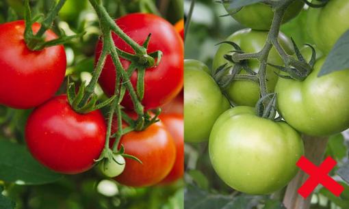 Cà chua rất tốt nhưng có hai loại không nên ăn vừa dễ gây ung thư lại hại dạ dày, cắn một miếng cũng độc