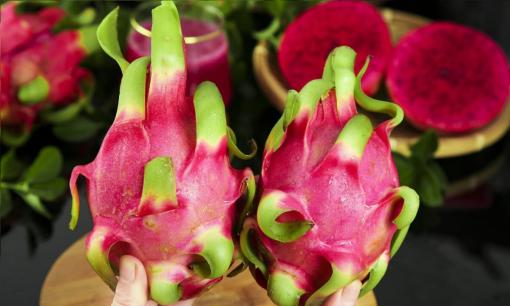 Khi mua thanh long nên chọn “dài” hay “tròn”? Hương vị khác nhau nhiều, học cách không chọn nhầm