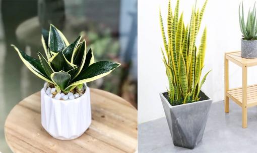Lưỡi hổ nên trồng trong chậu to hay chậu nhỏ? Nhiều người vẫn làm sai, cây dễ chết yểu