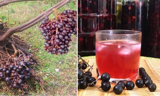 Một loại nho mọc hoang có nhiều vào tháng 9 giúp điều trị ung thư, ngâm với đường tạo thành đồ uống cực ngon