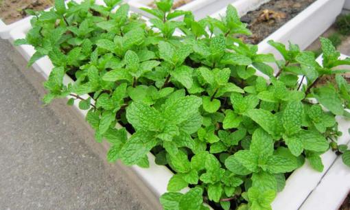 5 loại rau nên trồng ở ban công, tốt cho sức khỏe và phòng ngừa được tế bào ung thư 