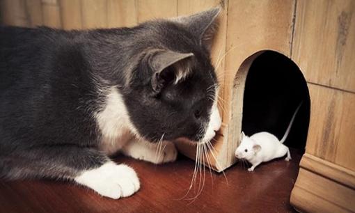 Tử vi 12 con giáp thứ 5 ngày 7/9/2023: Tuổi Tý có lộc, Mão nên thận trọng về tiền bạc